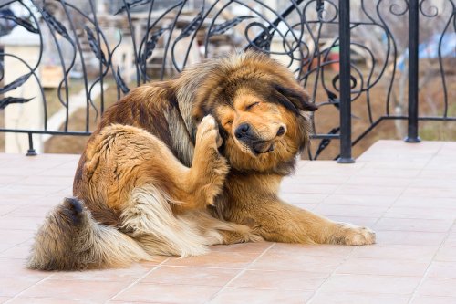 Hund kratzt sich ständig: Die 10 häufigsten Gründe für Juckreiz