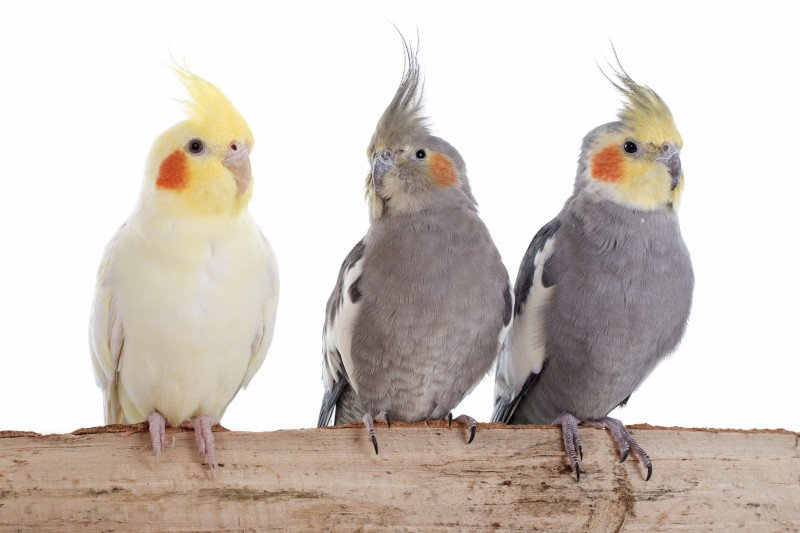 Vögel als Haustier halten - cover