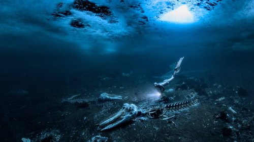 Das sind die besten Unterwasserfotos des Jahres 2024