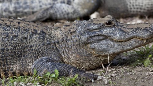 Mann entdeckt Alligator, der Leiche im Maul umherträgt