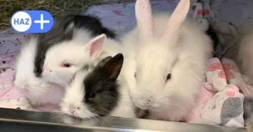 Kaninchenbabys am Altwarmbüchener See ausgesetzt: Tierheim sucht Zeugen
