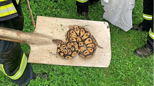 Rätsel um Schlangen: Neun Pythons an See im Emsland entdeckt