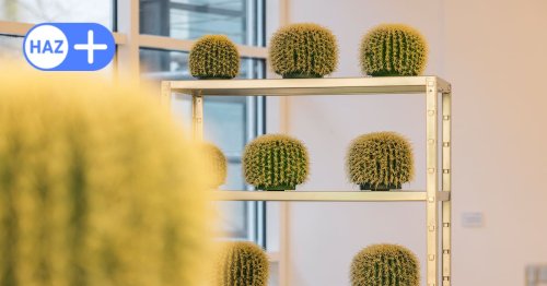 Kakteen-Konzeptkunst: Kunstmuseum Celle präsentiert Ottmar Hörl