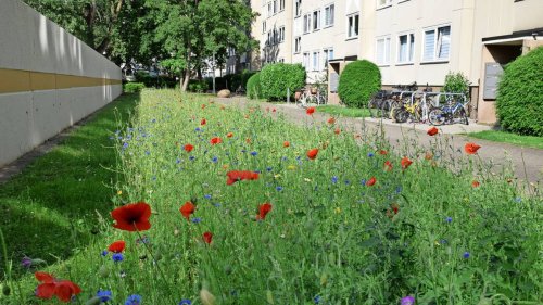 Bunte Gärten und Balkons: Stadt Hannover bietet kostenfreie Saatgutmischung an