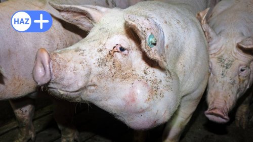 Nach belastendem Video aus größter Schweinemast in Niedersachsen: Verantwortliche vor Gericht