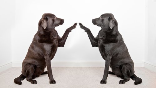 Mentors, Stop Saying “I Understand”