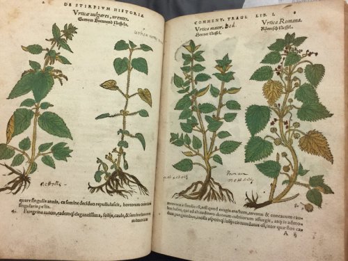 How Ancient Natural Medicine can be Used to Heal our Bodies