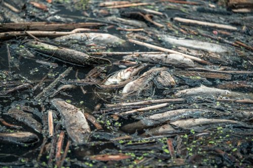 Wildfire kills Klamath fish: ‘Everything that’s in there is dead.’