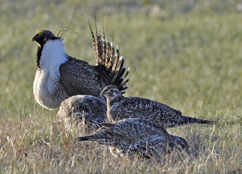 Judge: Trump administration illegally withdrew bird listing