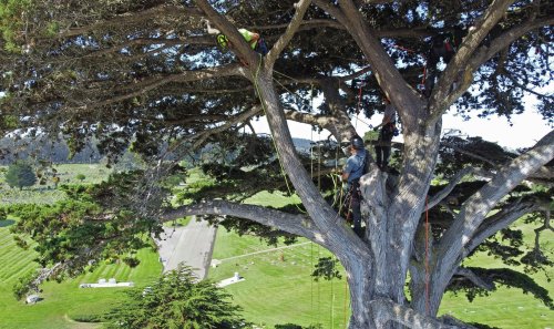 Cypress Lawn Arboretum is a tribute to San Francisco’s beloved Monterey cypress