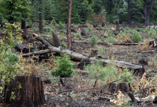 Vast swaths of privately owned forestland will close to public on July 1 due to wildfire risk, drought