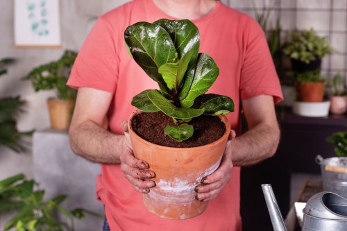 How to care for a fiddle leaf fig plant