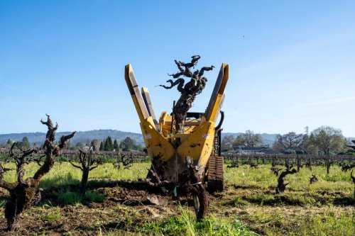 A CEO’s mansion was set to destroy historic Napa Valley grapevines. Then a winemaker had an idea