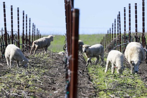 Cute sheep are everywhere in Wine Country. Some say the trend has gone too far
