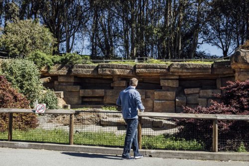 A grizzly bear chase. A dead penguin. Behind the scenes, the S.F. Zoo is in turmoil over safety