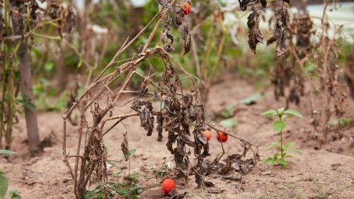 5 Mistakes To Avoid With Your Quarantine Garden Before the First Fall Frost