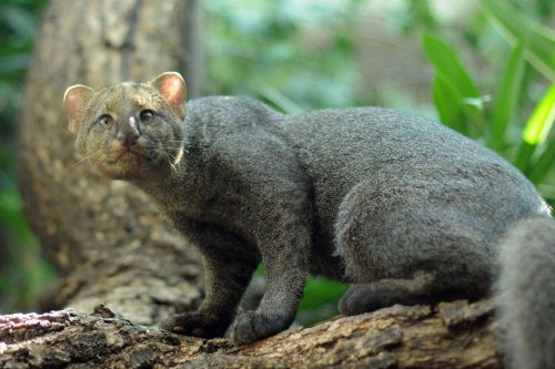 People think this big cat seen in Central Texas is an extinct species