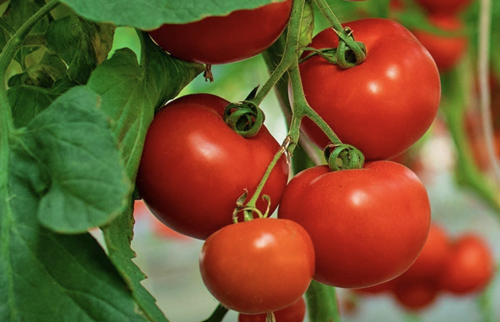 When to plant tomatoes for the best harvest