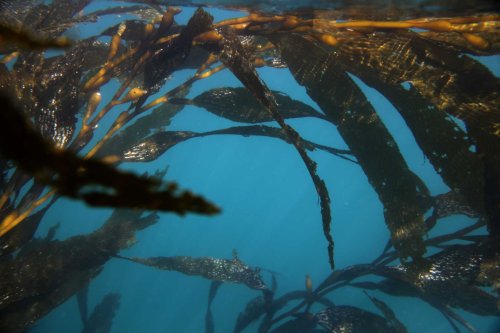 ‘Unprecedented’ decline in kelp forest in Monterey Peninsula