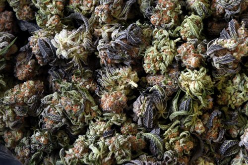 lexikan-or-lemon-skunk-a-look-at-why-ct-s-cannabis-has-different