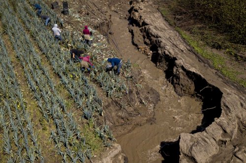Reeling from storm damage, local farms face delayed strawberry, tomato harvests