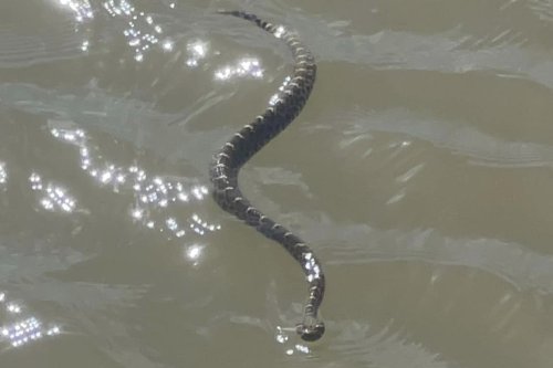 Rattlesnake terrifies Texas anglers as it swims quickly across river