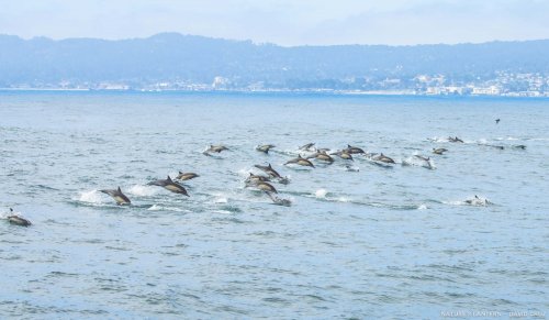 Superpod of dolphins gather off the California coast