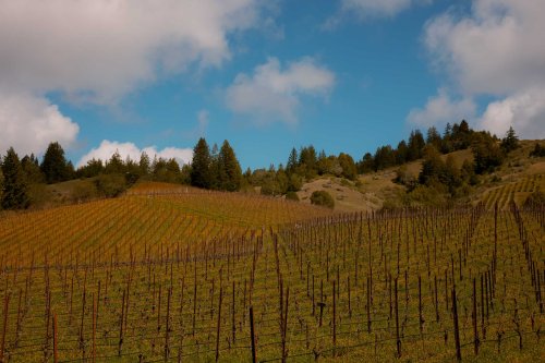 This undiscovered wine region is the affordable alternative to Napa Valley