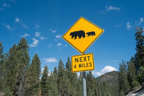 Lake Tahoe bear euthanized after being hit by vehicle