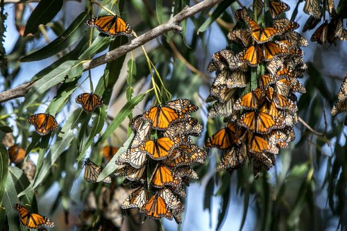 Unexpected monarch butterfly explosion hits California's Pismo Beach grove