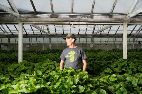 This Bay Area farm grows only one eye-wateringly expensive ingredient