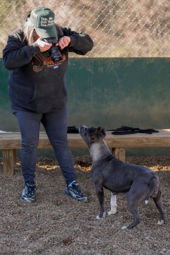 Viral videos of dogs called a 'Himalayan fur goblin' and 'teacup werewolf' boost adoptions