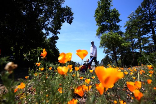 Northern California’s best road-trip stops for wildflowers