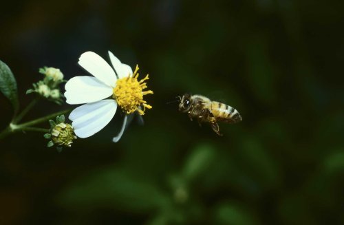 What to Use to Attract Bees to Pollinate a Vegetable Garden