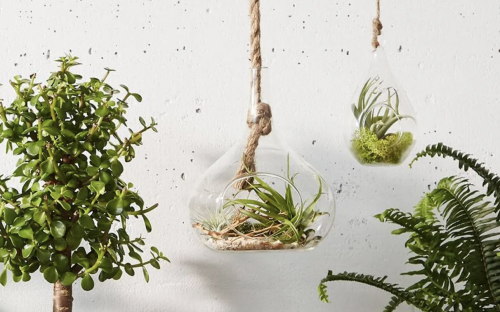 9 of the best hanging plants for your home