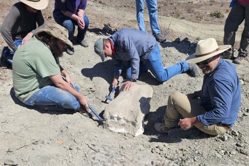 Fossil from one of world's largest dinosaurs found at Big Bend National Park