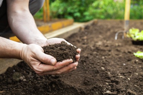 Growing your own garden: Beginner tips for a bountiful harvest