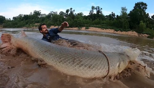 Sugar Land man catches behemoth 300-pound alligator gar in Houston bayou