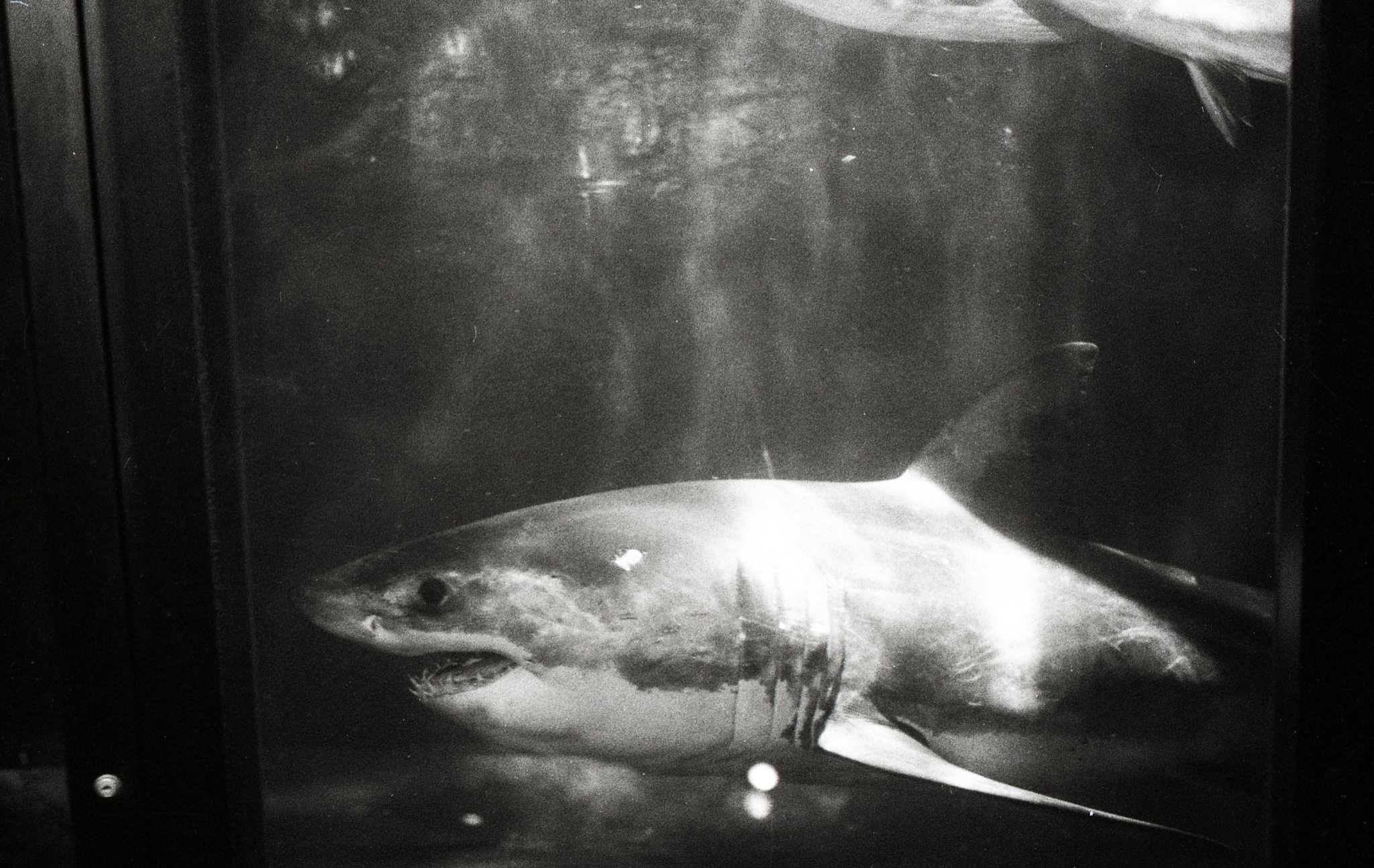 For five days in 1980, a great white shark lived in Golden Gate Park