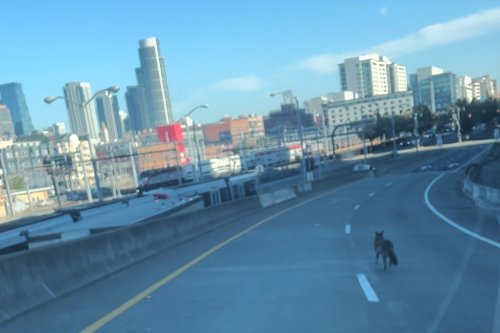 Coyote stops traffic on I-280 in San Francisco for over an hour