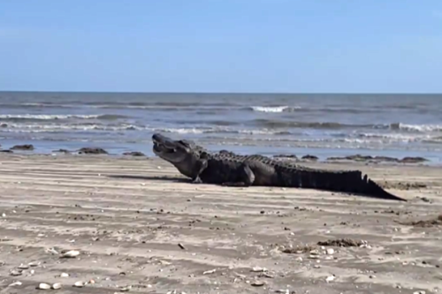 Massive alligator makes a rare visit to the beach in Texas
