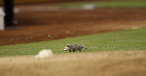 A possum in the press box is just the latest problem for the A's