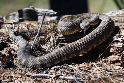 Rattlesnakes are back in the Bay Area. Dog owners should be especially alert