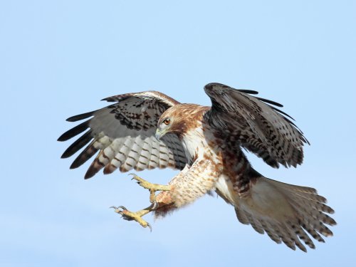 San Antonio-area city warns residents of dive-bombing hawks