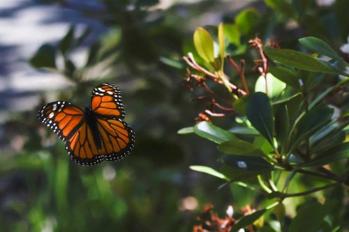 California launched a high-stakes plan to save its monarch butterflies. Scientists say it’s working