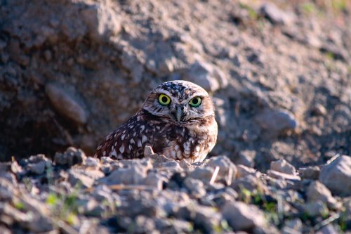 'Heartbreaking reality': Burrowing owls are on the brink of extinction in the Bay Area