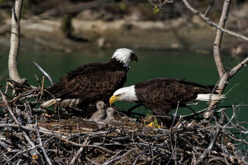 It's Bald Eagle Season in Colorado—Here's How to See Them