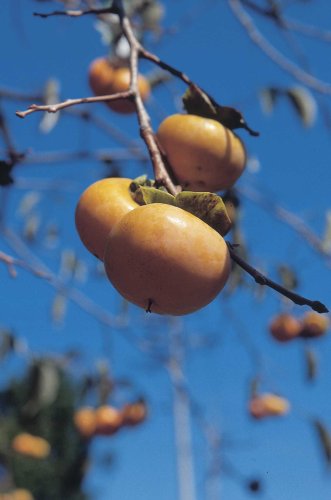How to Grow Persimmon in a Smart Pot