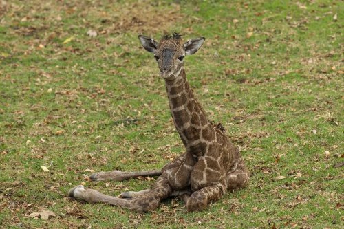 2-day-old giraffe euthanized at San Diego Safari Park