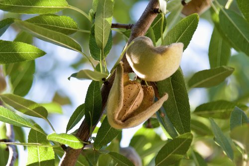 17 Calif. farms file for Chapter 11 bankruptcy due to 'record-low' almond prices